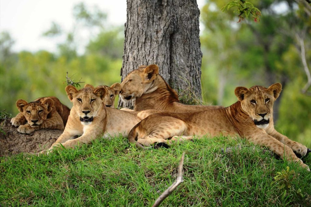selous lions