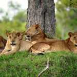 selous lions