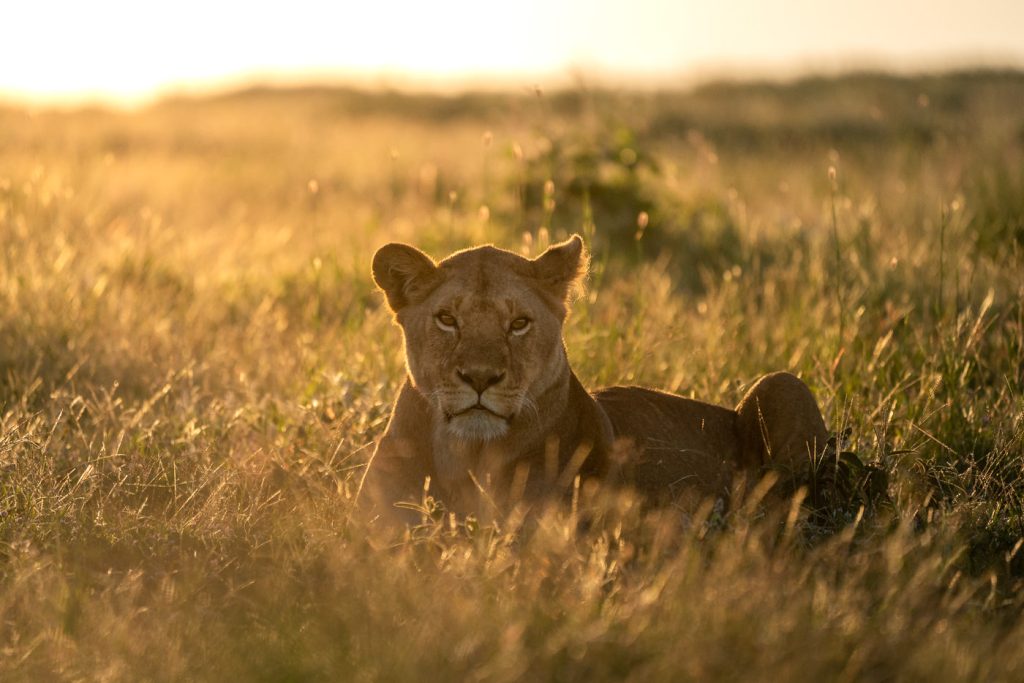 A majestic lion rests in the golden grass as the sun sets, creating a serene and captivating scene.